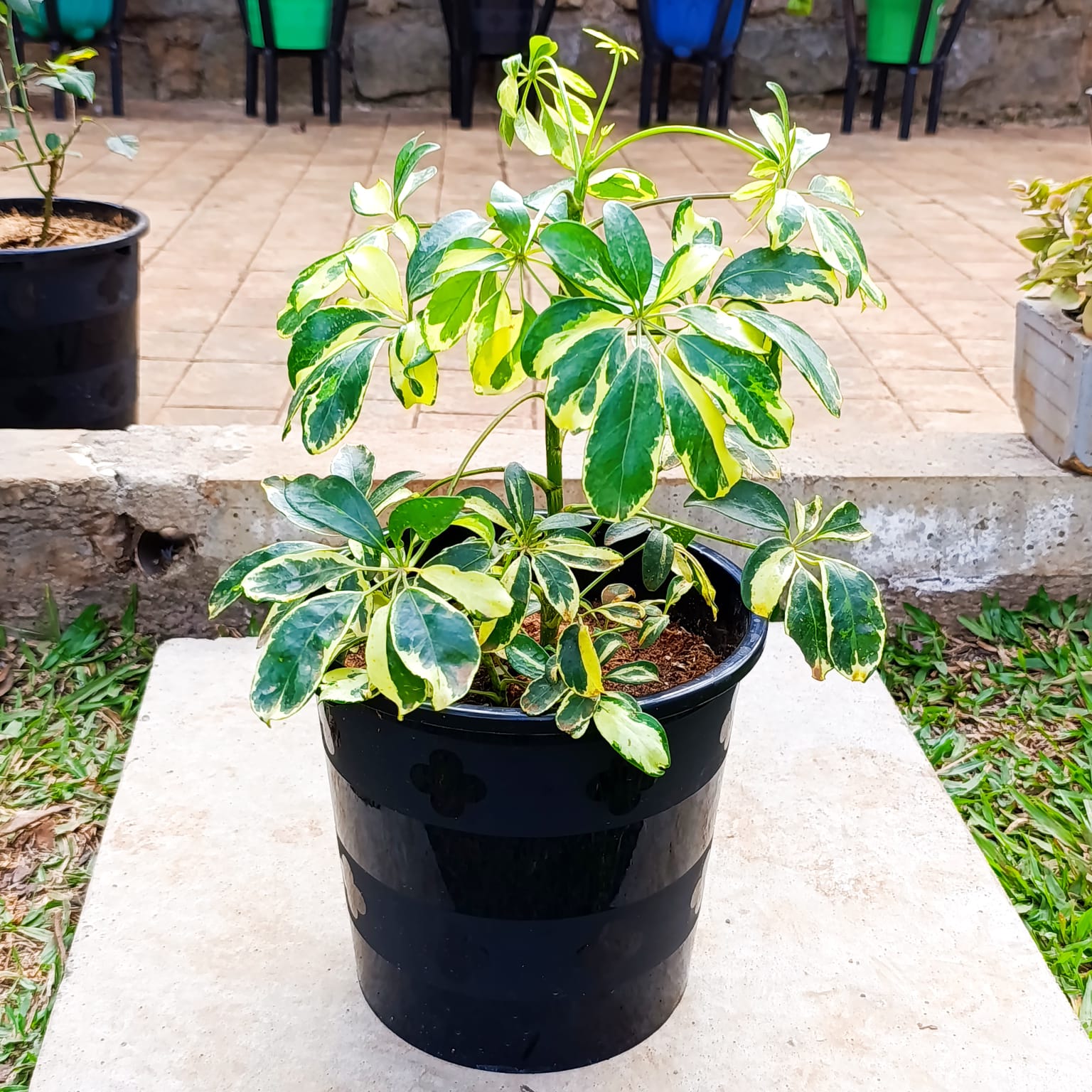 Variegated Dwarf Umbrella Tree full plant view at Jowaki Gardens