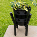 Premium Schefflera Trinette in decorative black clover pot on metallic stand