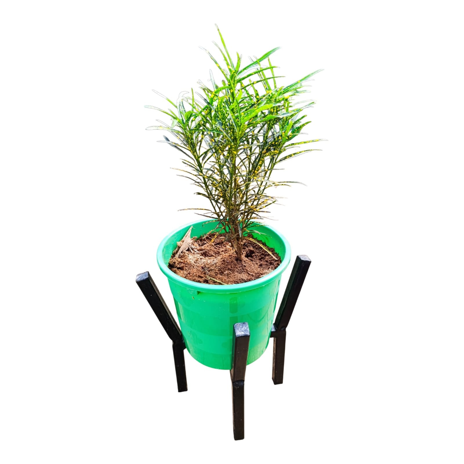 Premium Gold Dust Croton (Codiaeum variegatum) – Exotic Speckled Foliage with Green Crown Planter & Metallic Stand