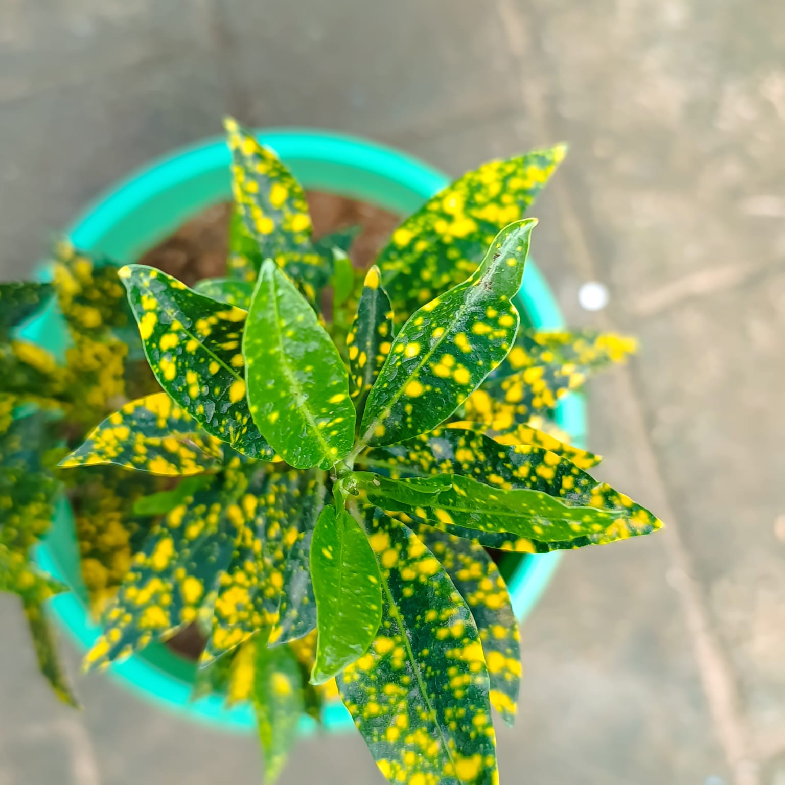 Gold Dust Croton (Codiaeum variegatum) – Exotic Gold-Speckled Tropical Foliage Plant