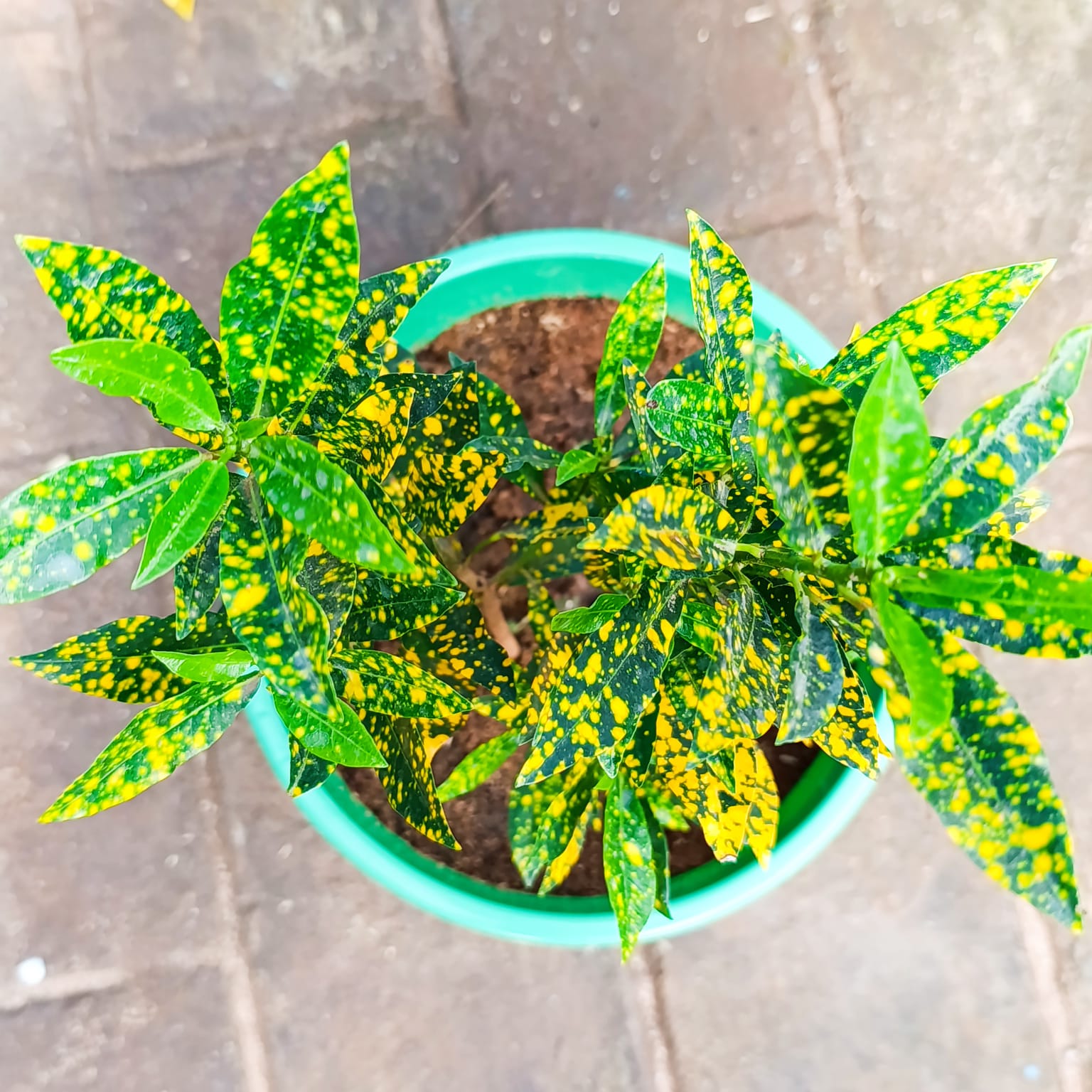 Premium Gold Dust Croton top view in green Crown planter at Jowaki Gardens