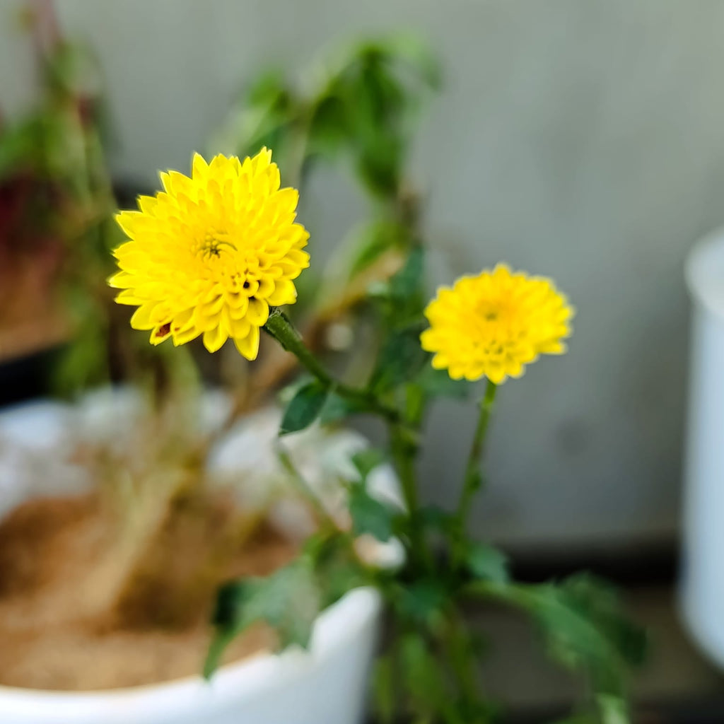 Close-up of vivid golden yellow chrysanthemum double pompom blooms