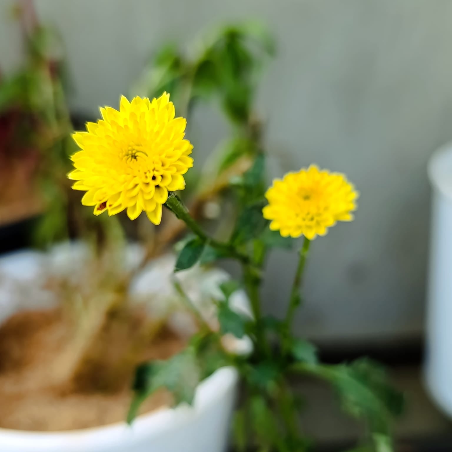 Close-up of vivid golden yellow chrysanthemum double pompom blooms