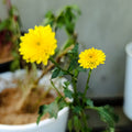 Yellow pompom chrysanthemum flowers in white pot at Jowaki Gardens