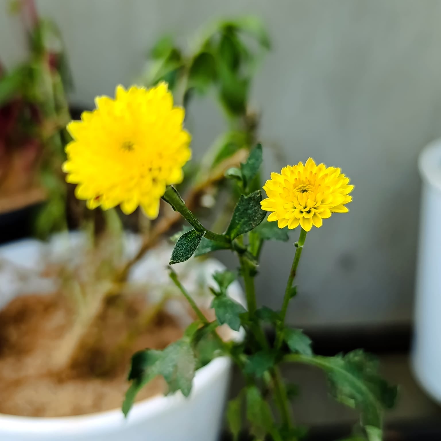 Yellow pompom chrysanthemum flowers in white pot at Jowaki Gardens
