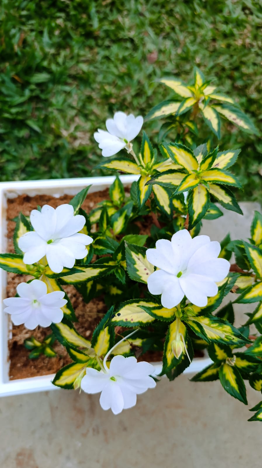 Close-up of white impatiens flowers and yellow-green variegated foliage