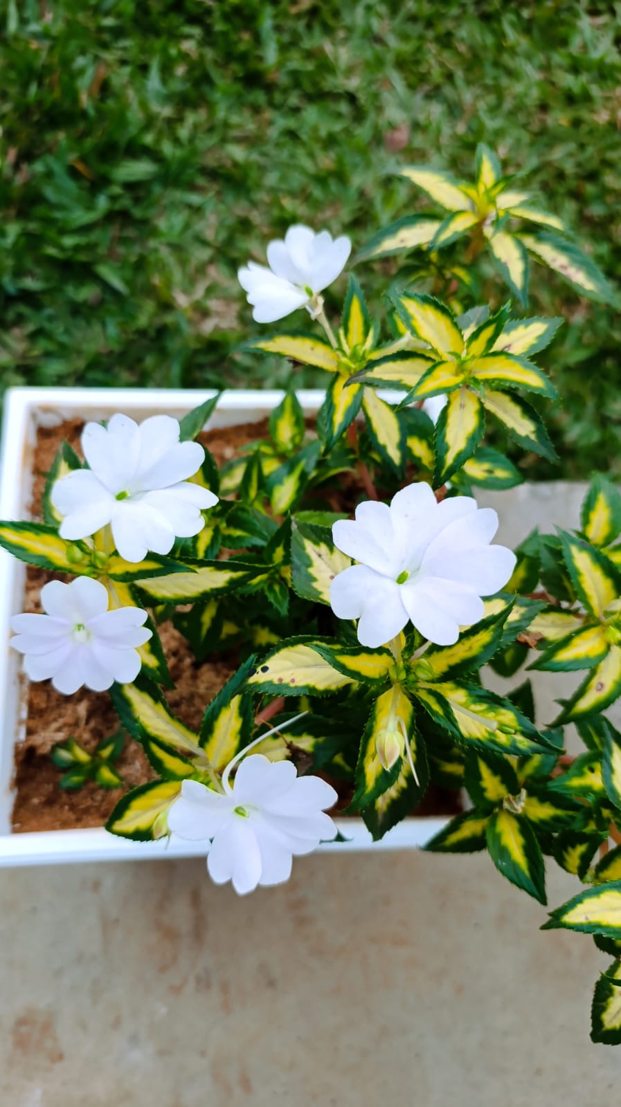 White New Guinea Impatiens blooms and variegated leaves – top view