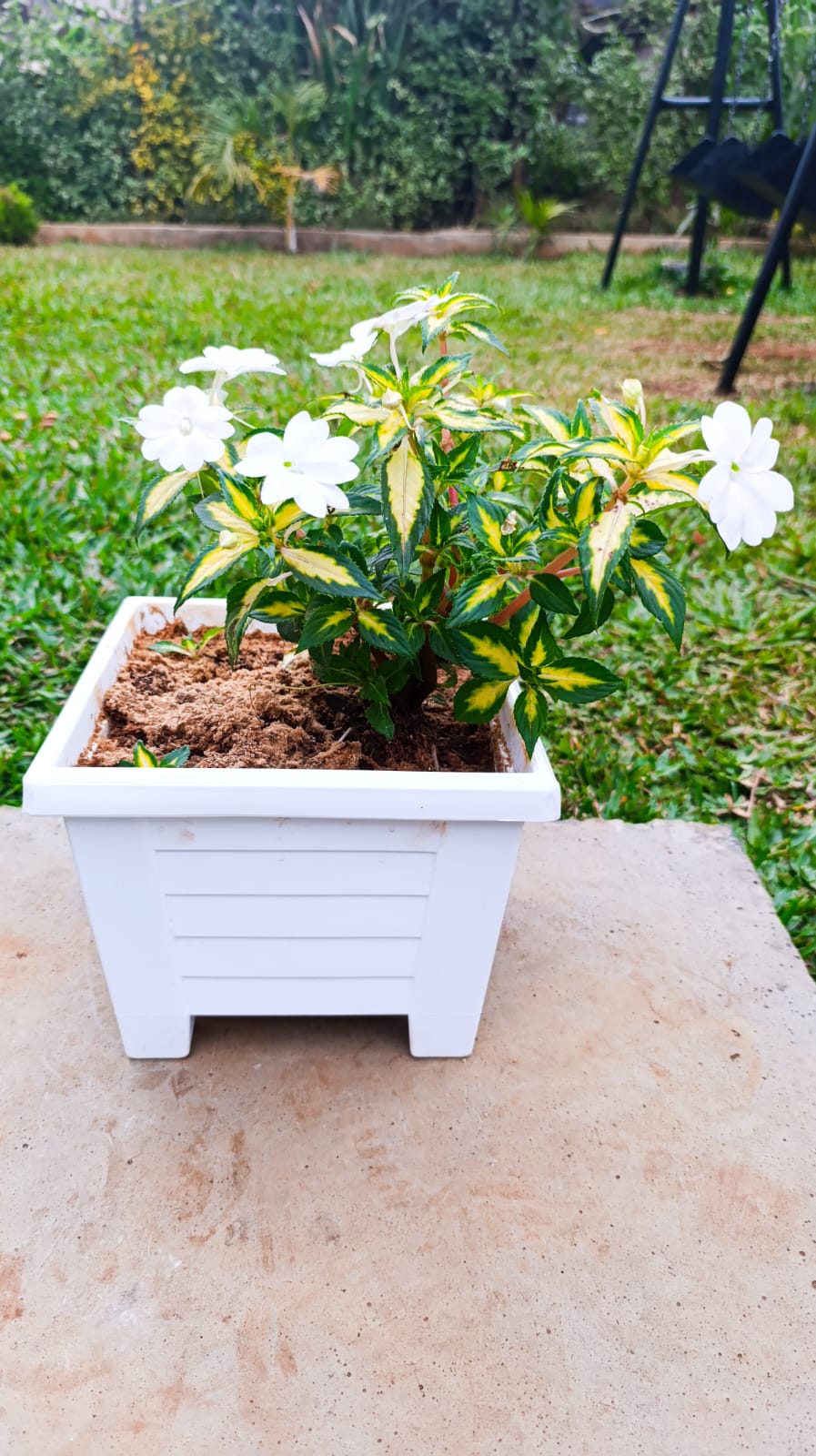 White New Guinea Impatiens with variegated foliage – side view in white planter