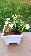 White New Guinea Impatiens with variegated foliage in white square planter – front view