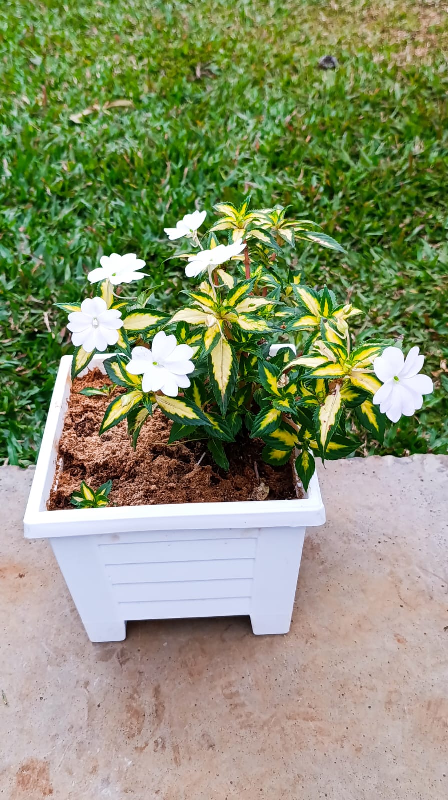 White New Guinea Impatiens with variegated foliage in white square planter – front view