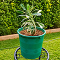 Variegated Euphorbia neriifolia in teal pot on black metal stand – garden background