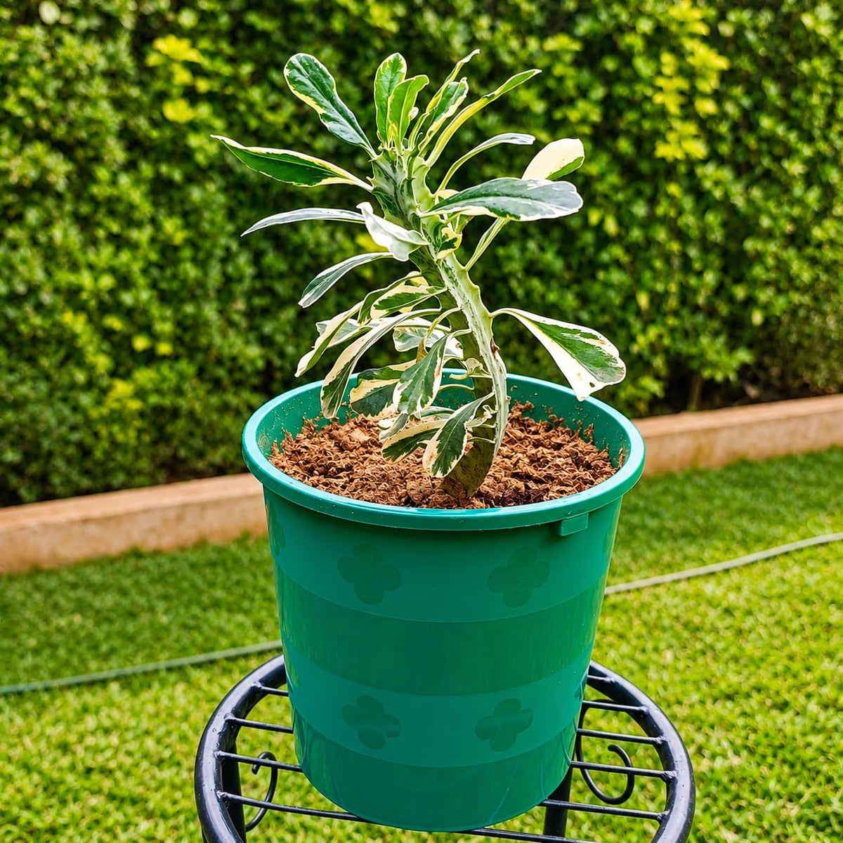 Variegated Euphorbia neriifolia in teal pot on black metal stand – garden background