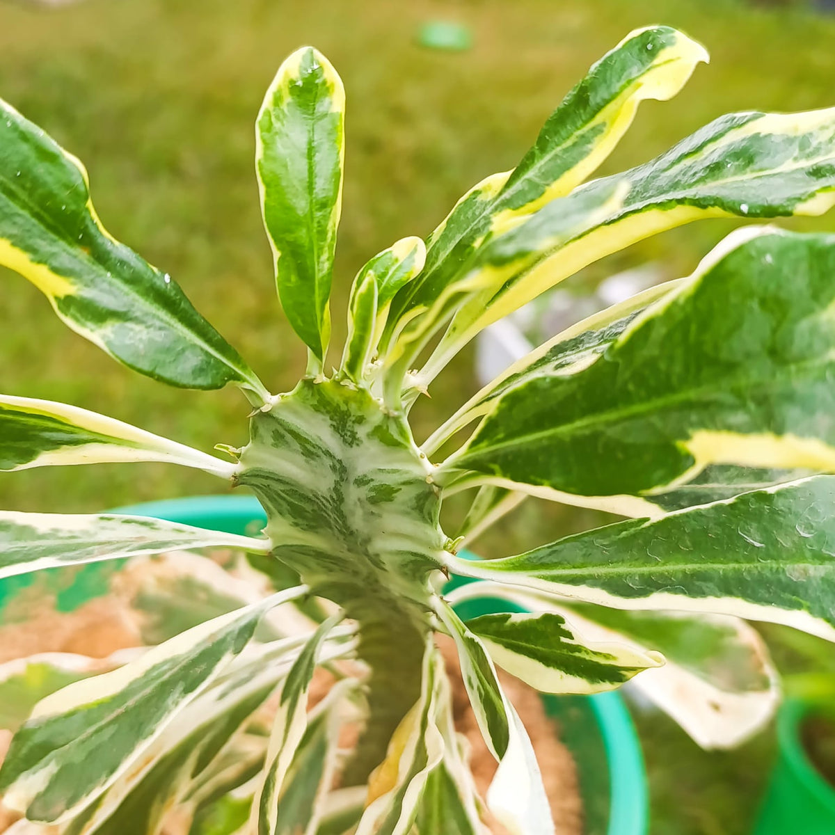 Close-up of Variegated Euphorbia neriifolia showing cream and green striped leaves
