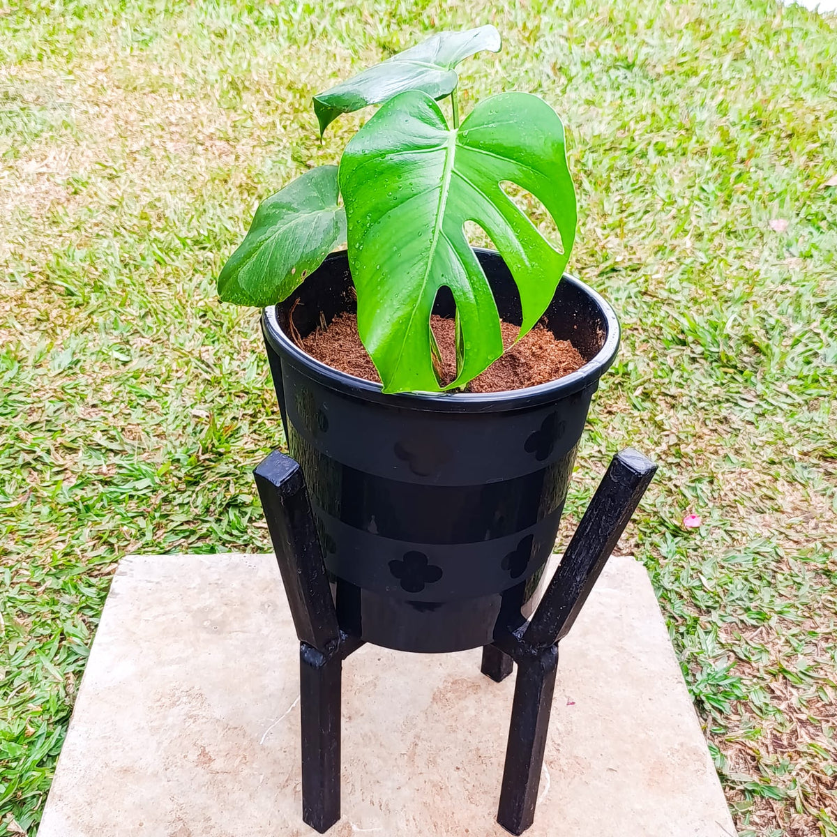 Monstera deliciosa in black pot on wooden tripod stand – garden