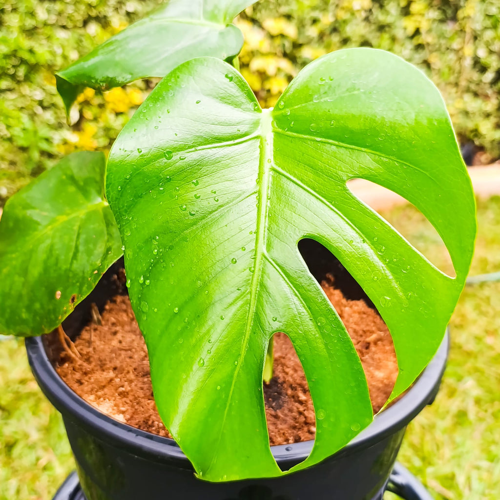 Monstera deliciosa large leaf close-up – side angle
