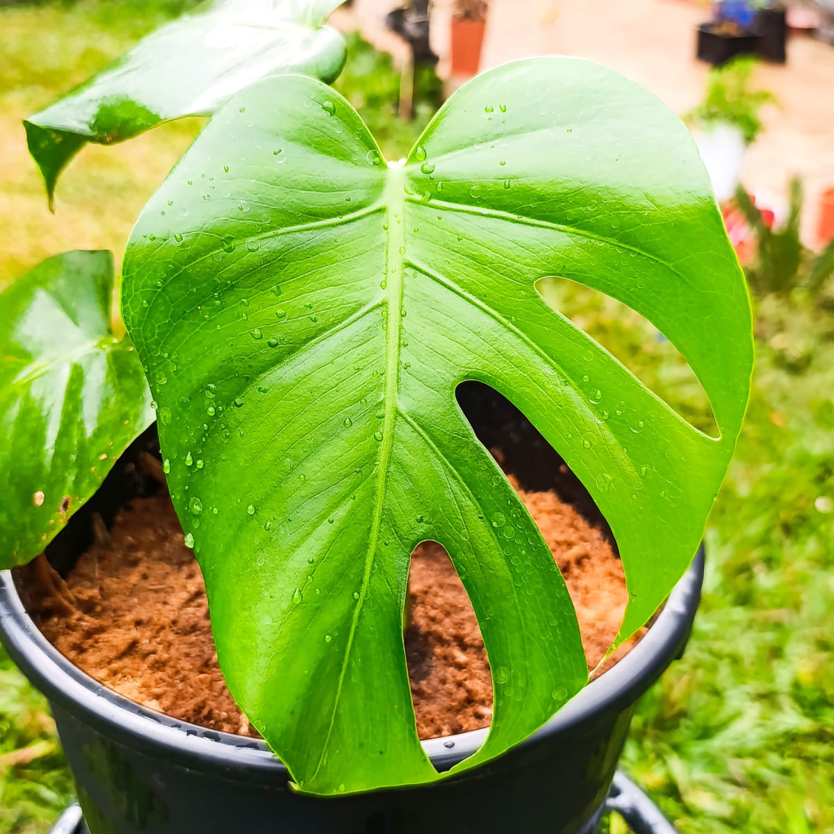 Close-up of Monstera deliciosa fenestrated leaf with water droplets