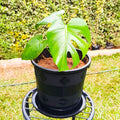 Monstera deliciosa in black pot on metal stand – garden background