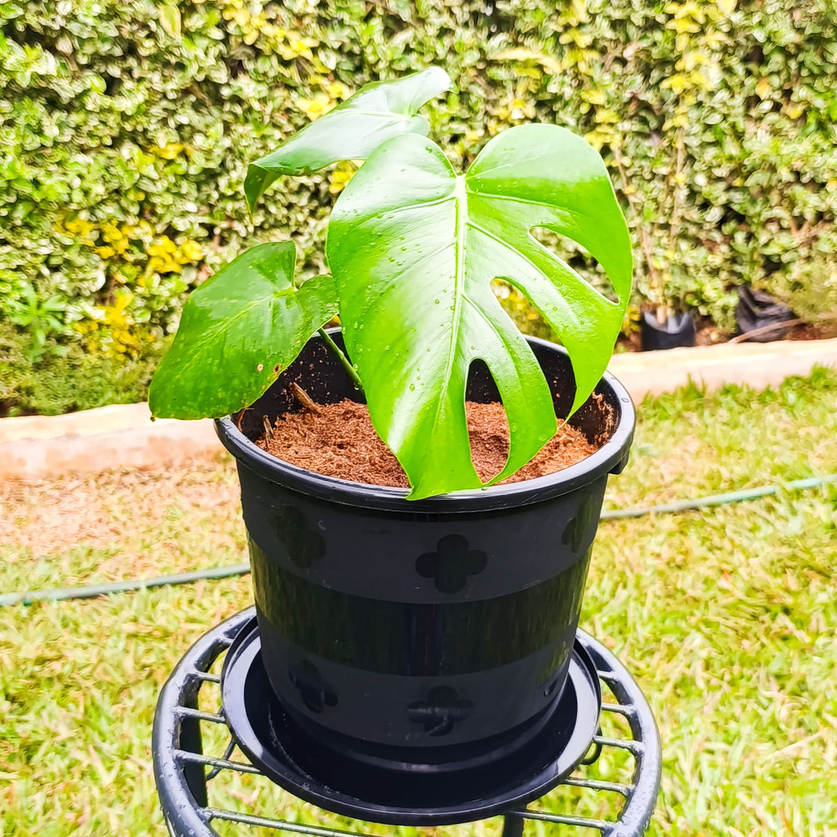 Monstera deliciosa in black pot on metal stand – garden background