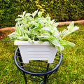 Tradescantia Pistachio White in white square planter on black metal stand – garden view
