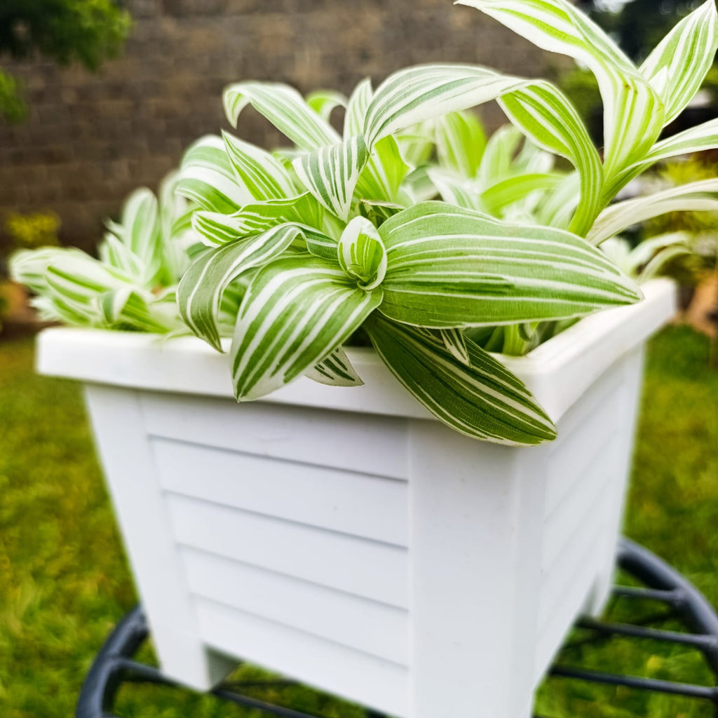Tradescantia Pistachio White overflowing white square planter – side angle