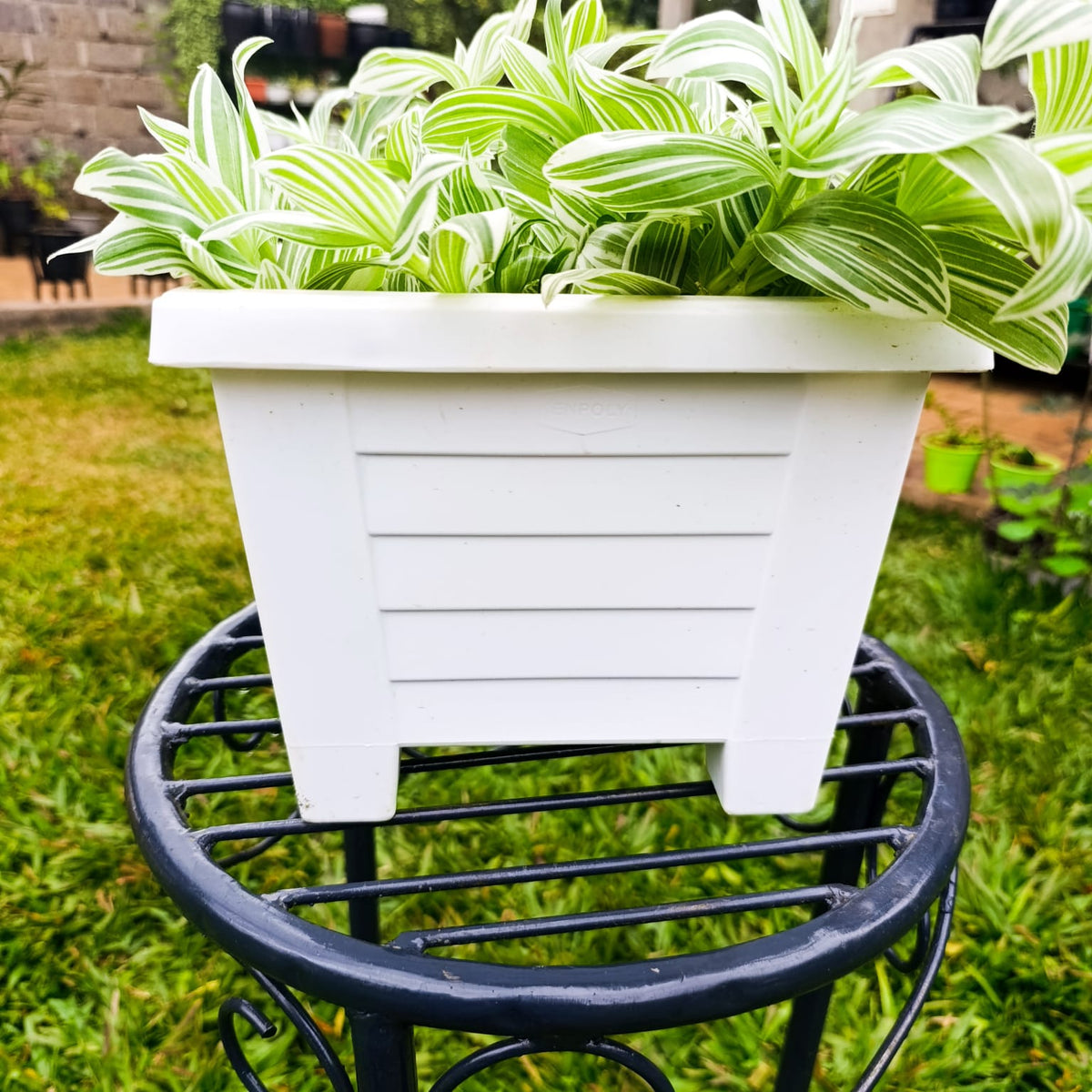 Tradescantia Pistachio White in white planter on stand – garden background