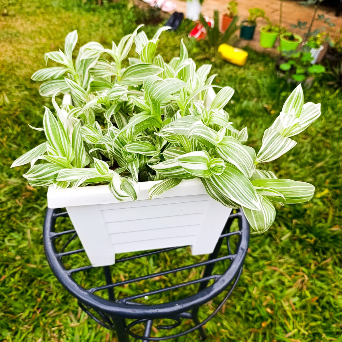 Tradescantia Pistachio White close-up leaf detail – green and white variegation