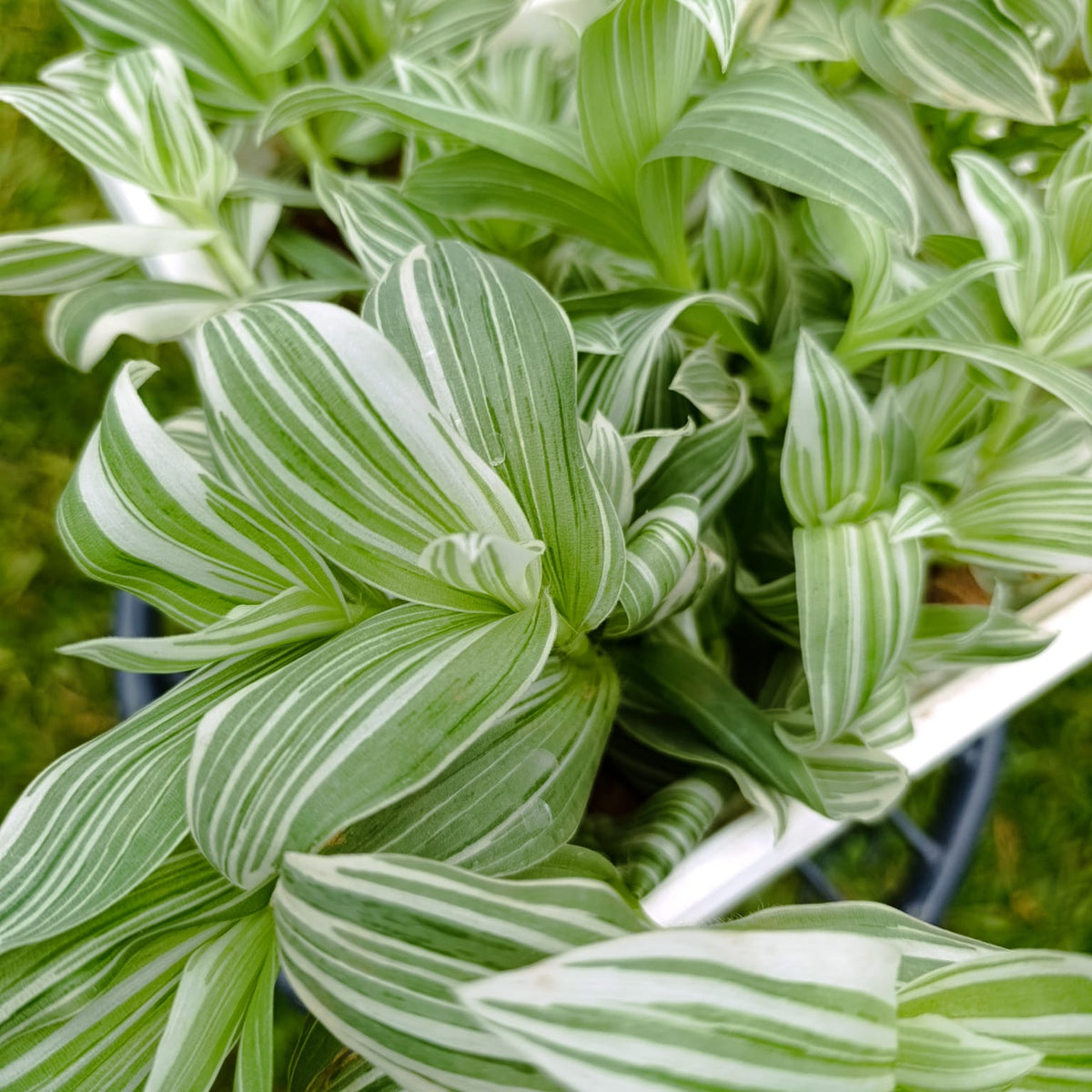 Close-up of Tradescantia Pistachio White green and white striped leaves