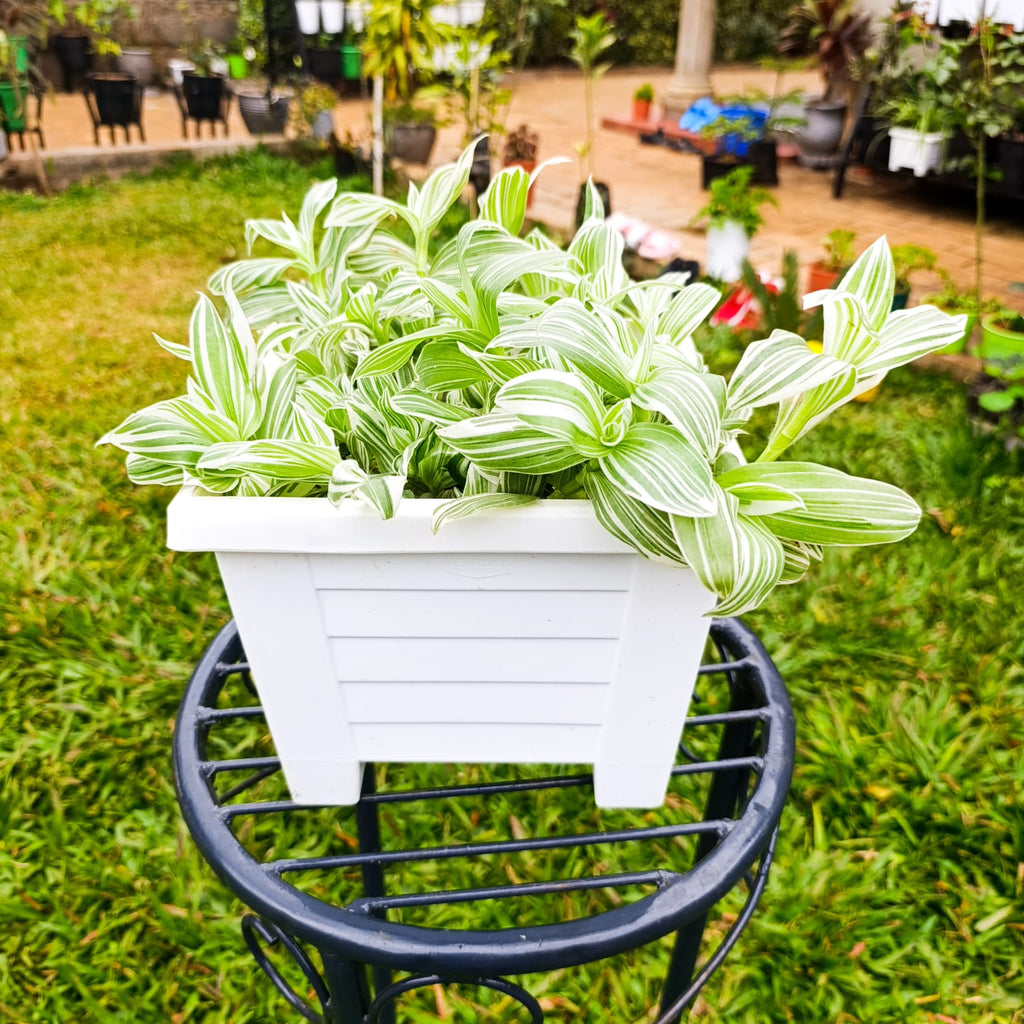 Tradescantia Pistachio White lush foliage in white square planter – top view