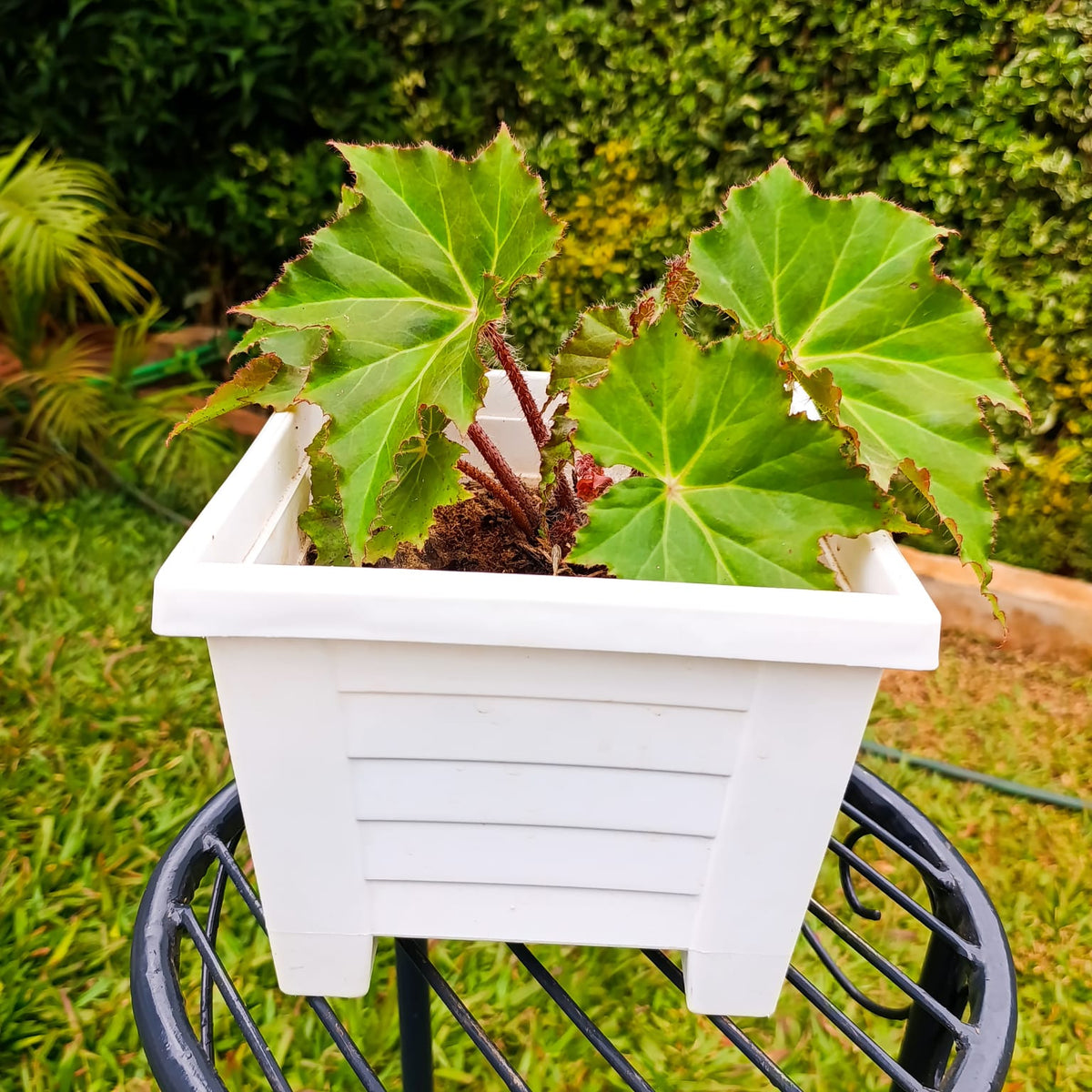 Begonia ricinifolia in white square planter on black metal stand – garden view
