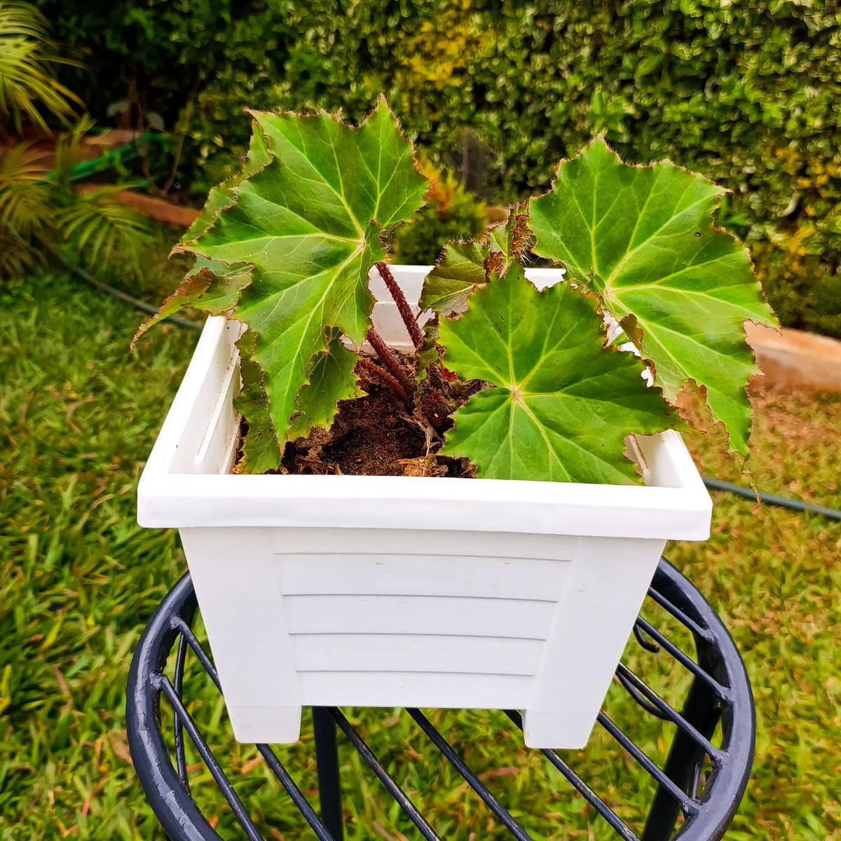 Begonia ricinifolia large lobed leaves top view – white square planter