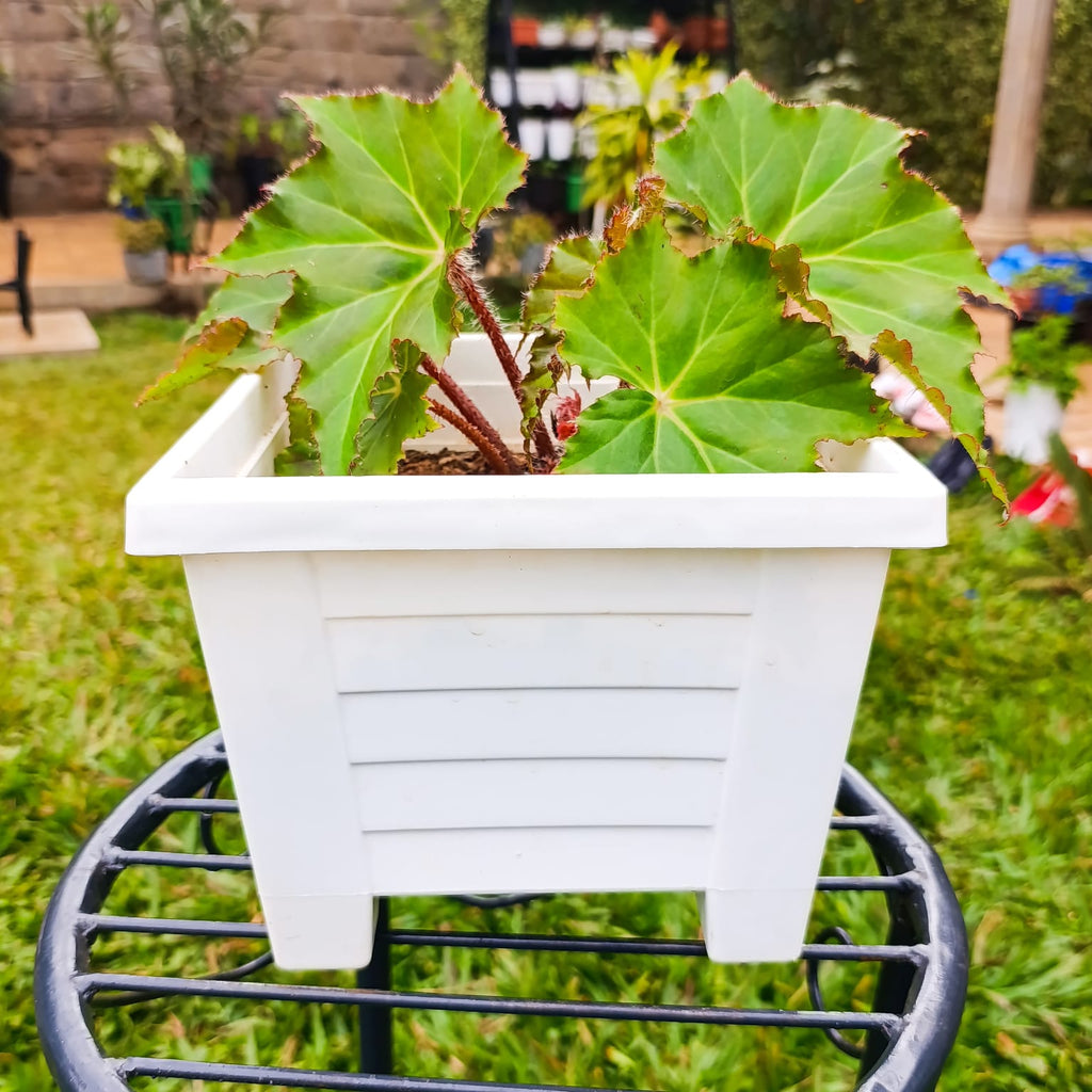 Begonia ricinifolia front view in white planter on black stand – garden background