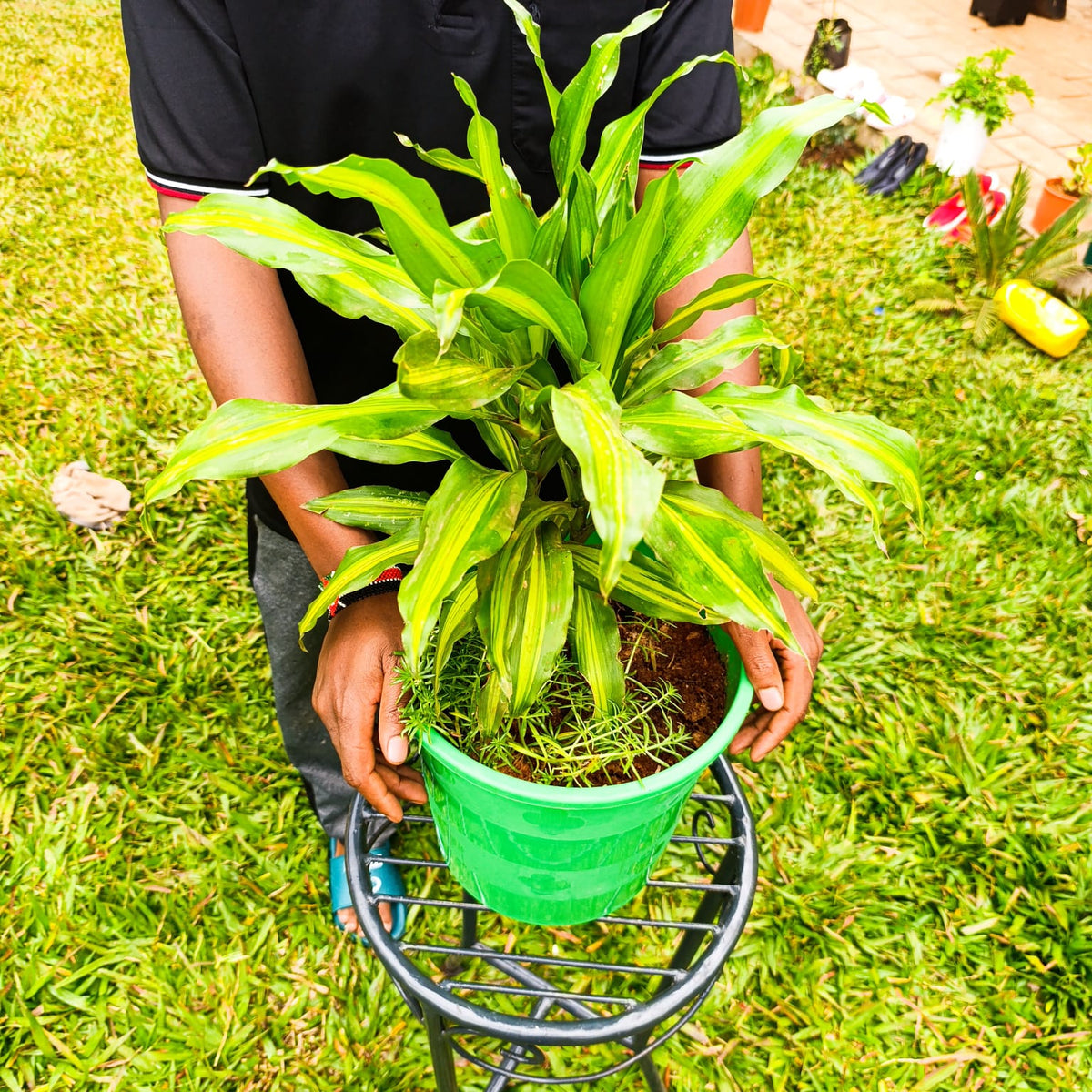 Dracaena Massangeana Corn Plant held in green pot – front view showing yellow stripe