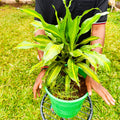 Dracaena Massangeana Corn Plant in green pot on black metal stand – top view