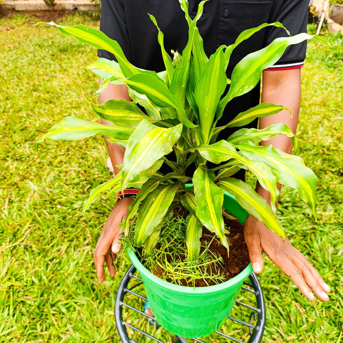 Dracaena Massangeana Corn Plant in green pot on black metal stand – top view