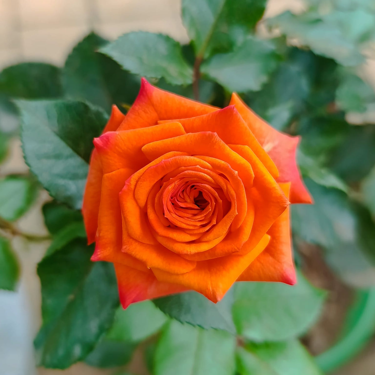 Orange rose bloom close-up – slightly lower angle showing full petal detail