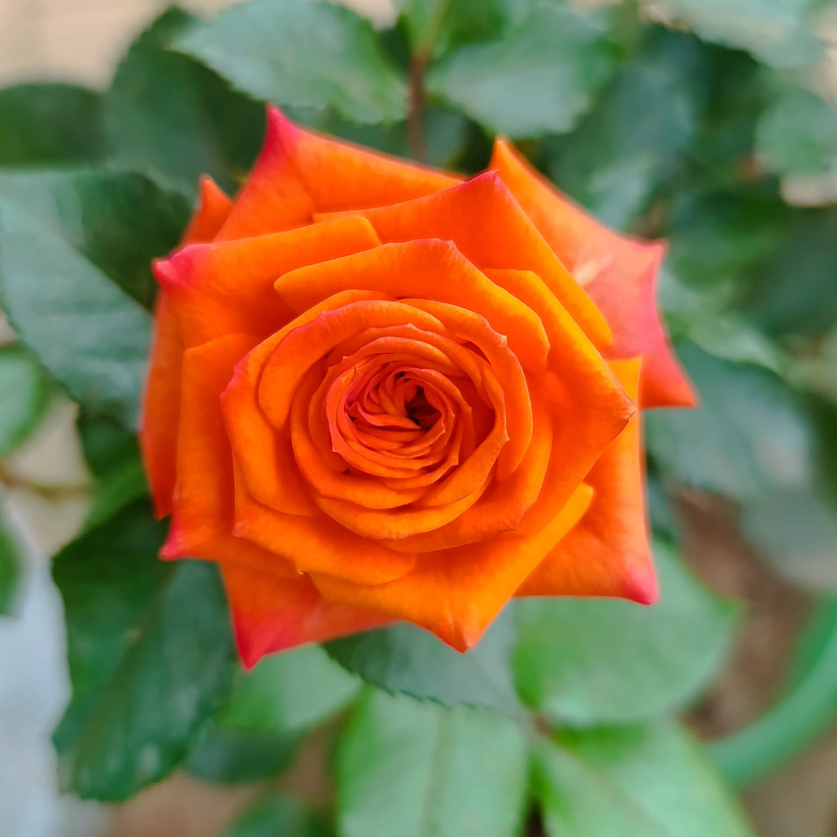 Orange rose bloom close-up – top view showing high-centred form and pink-tipped petals