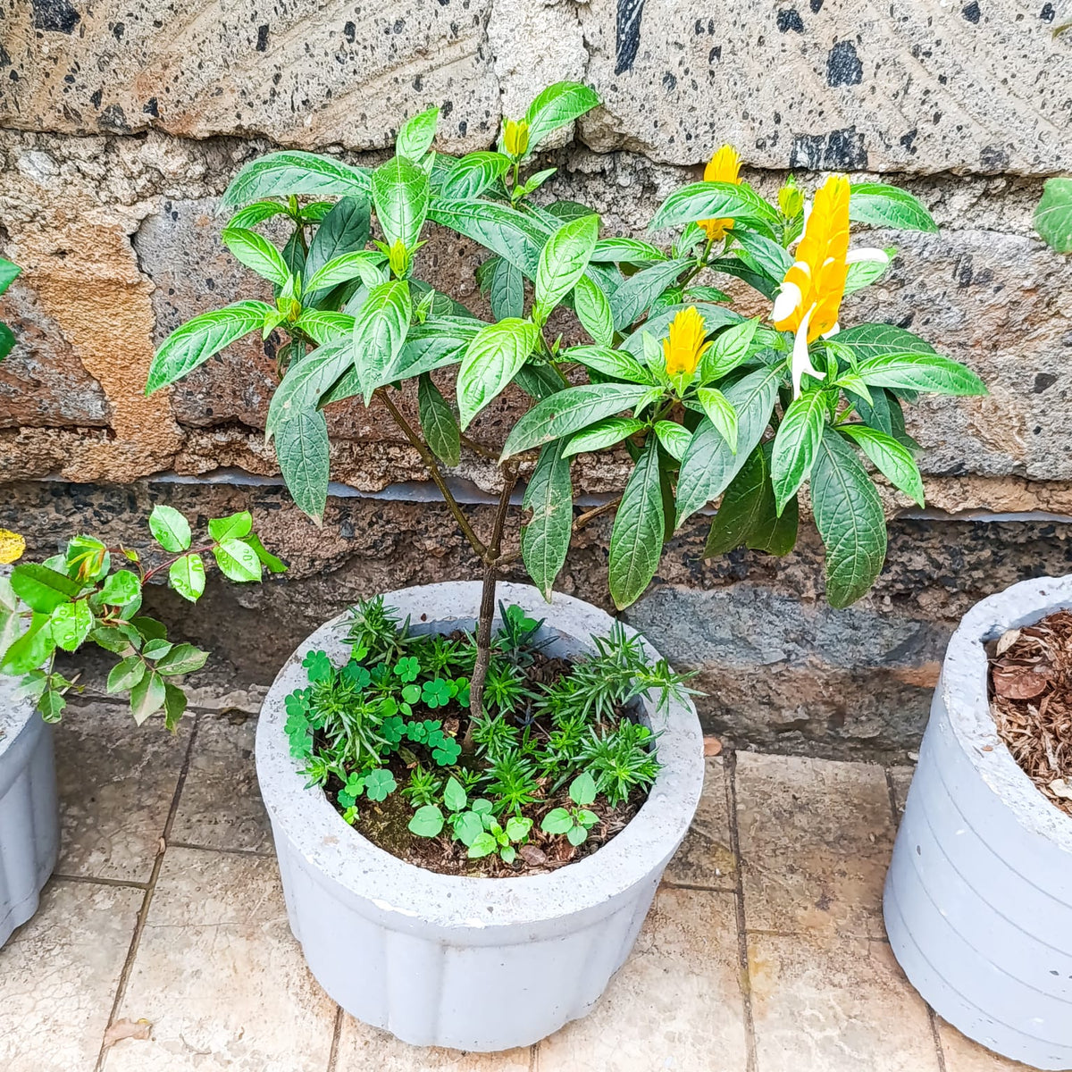 Pachystachys lutea Golden Shrimp Plant in round concrete planter – stone wall background