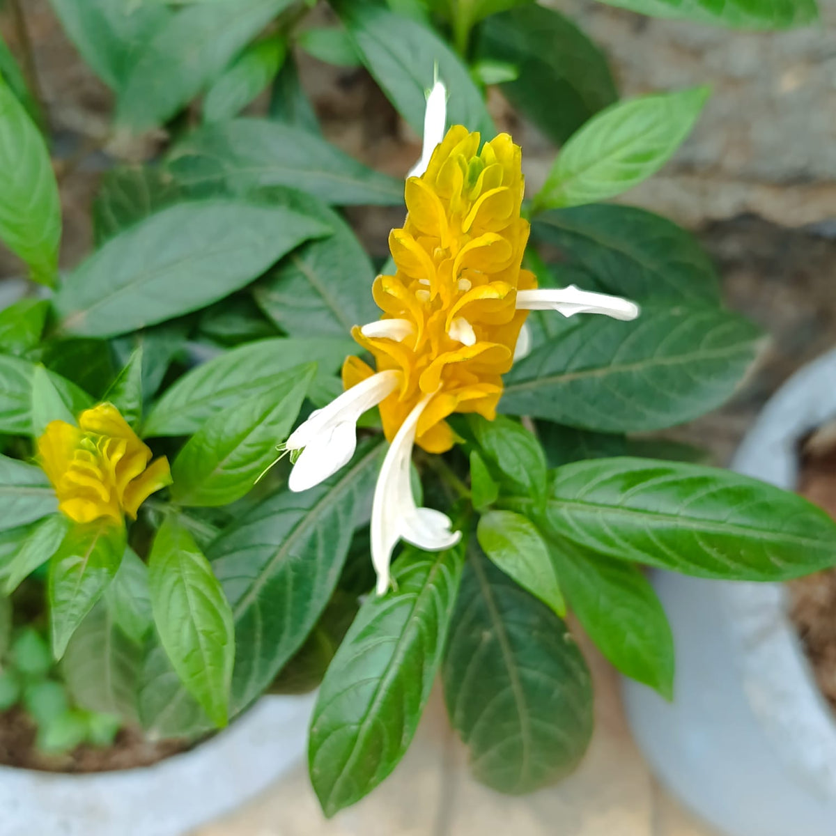 Close-up of Pachystachys lutea golden bracts and white tubular flowers with green leaves