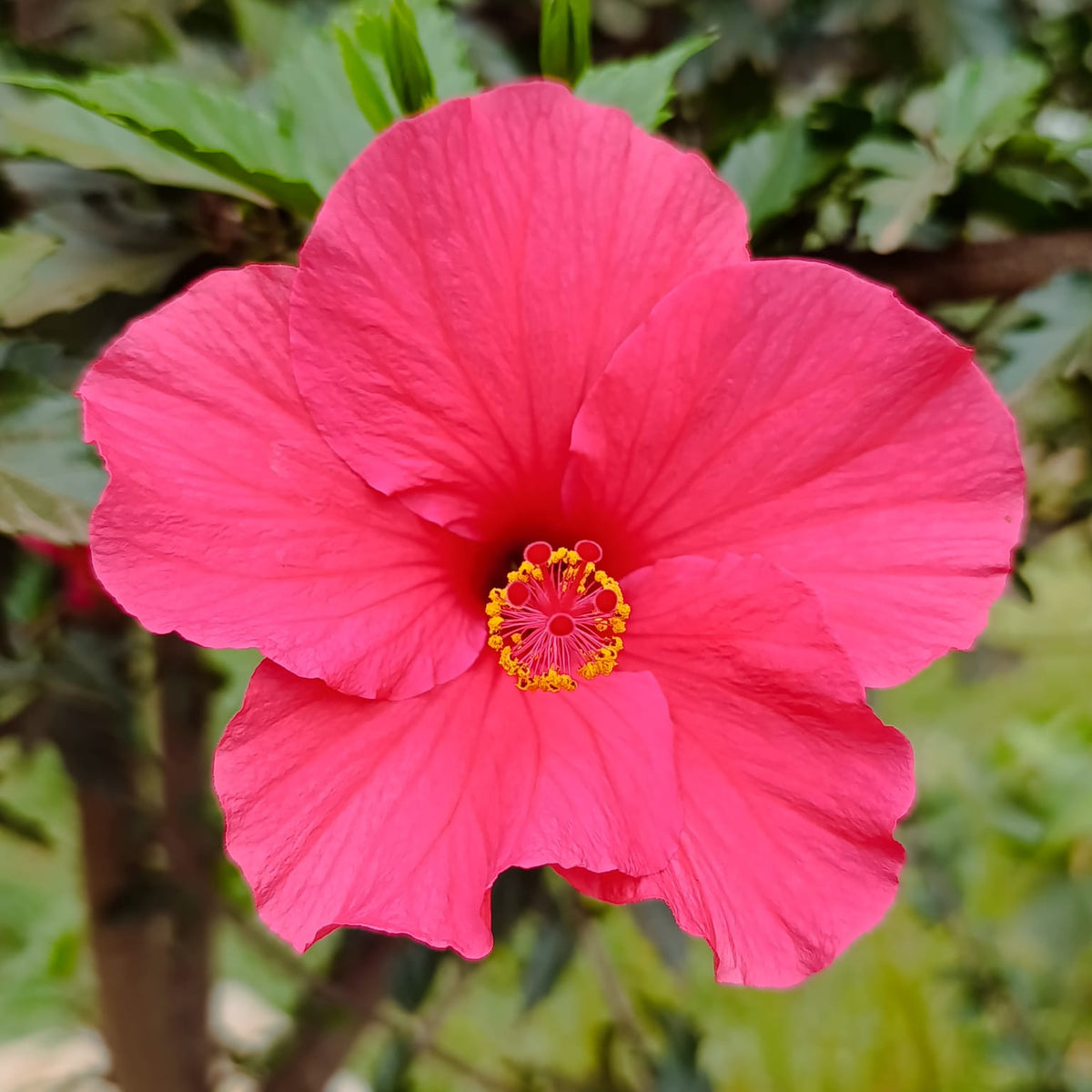 Pink Hibiscus rosa-sinensis large bloom close-up showing silky petals and yellow staminal column