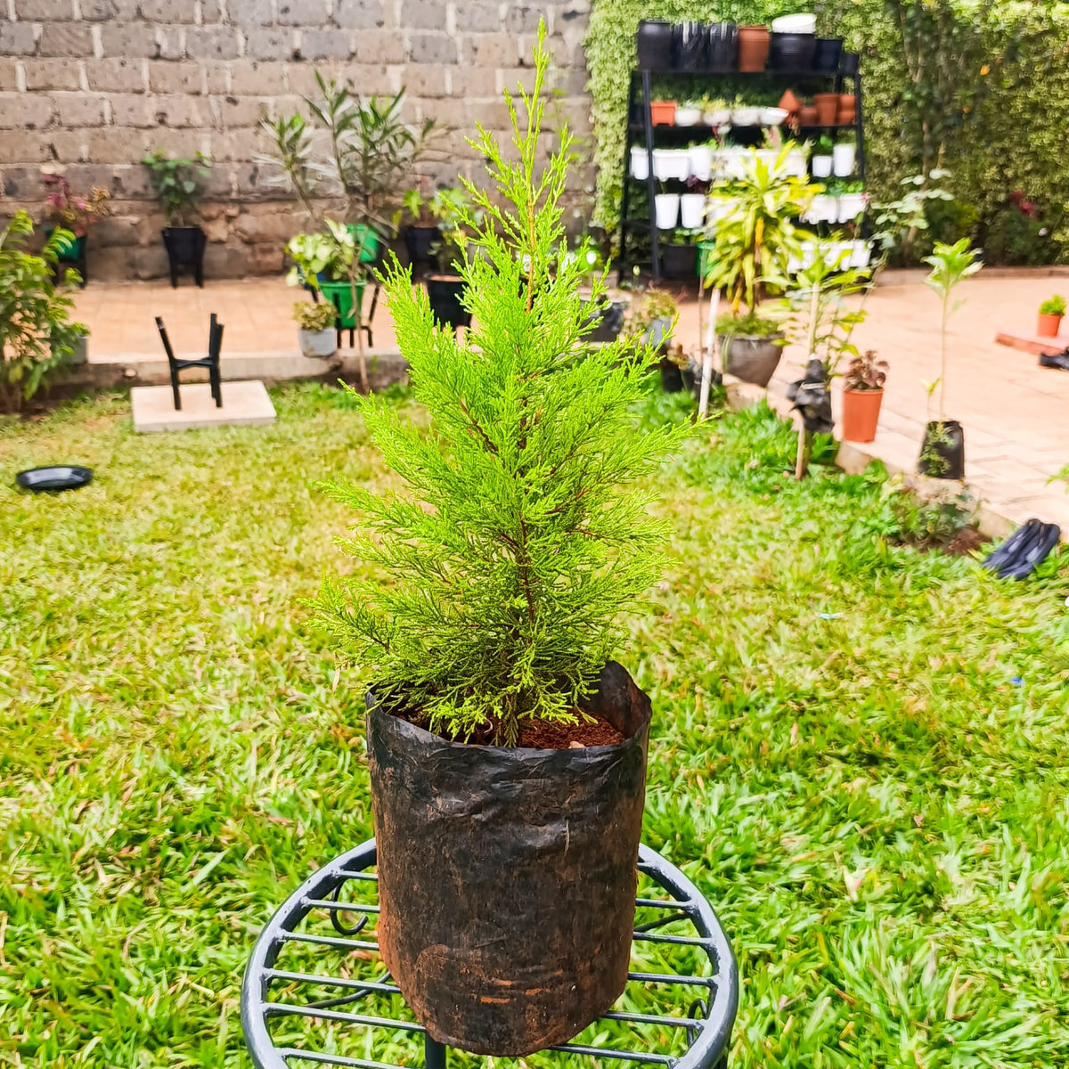 Lemon Cypress Cupressus macrocarpa Goldcrest in nursery planting bag on metal stand – garden background