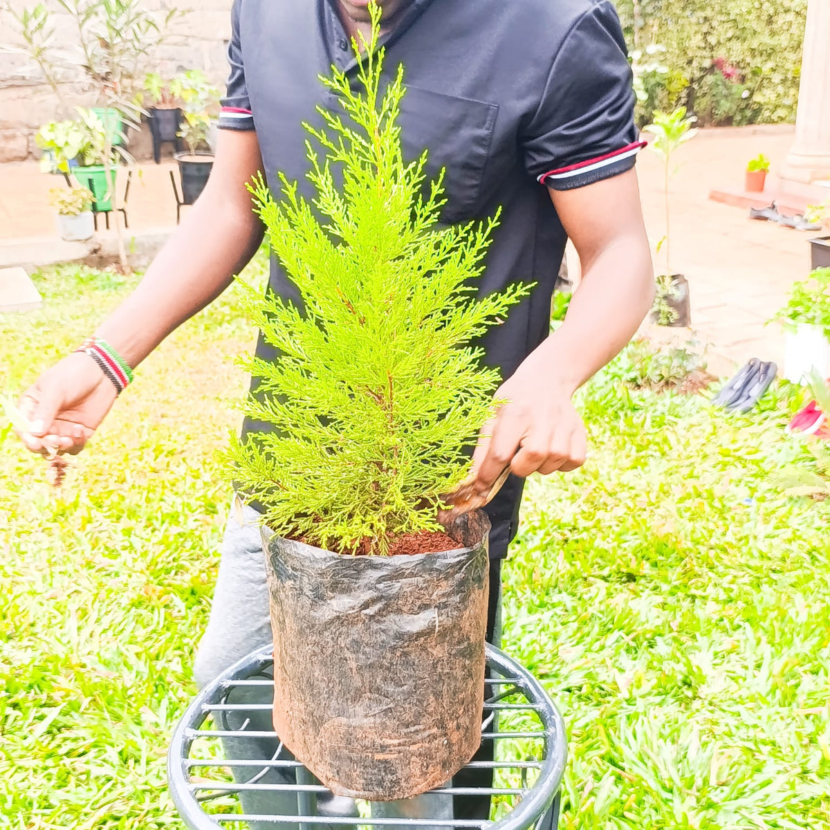 Lemon Cypress held in nursery planting bag – garden background showing full conical form