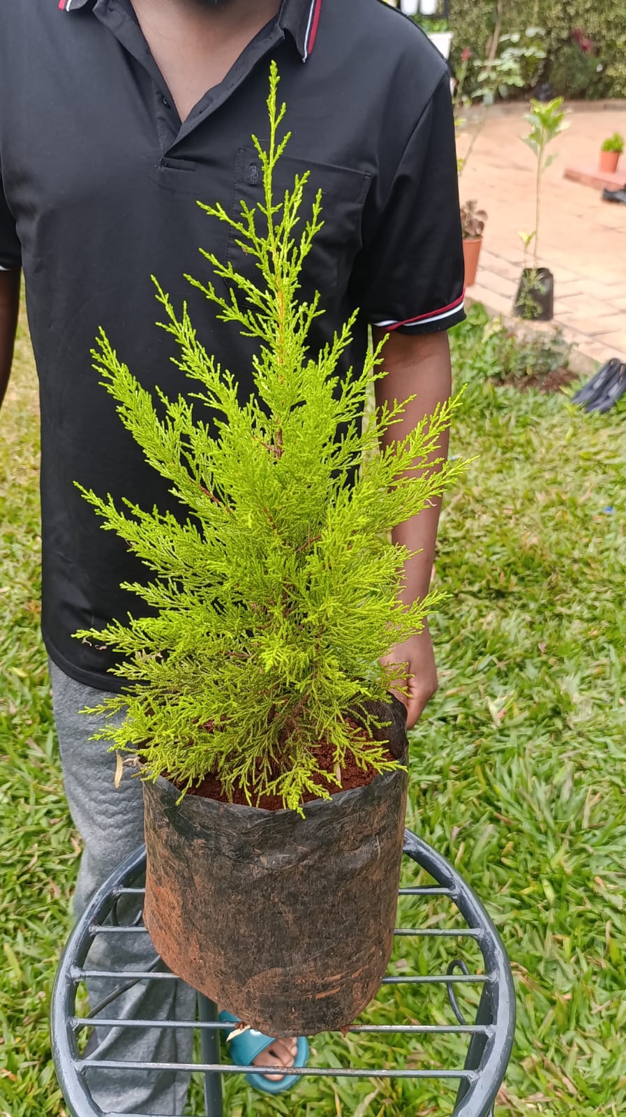 Lemon Cypress Goldcrest in planting bag on stand – patio and garden nursery background