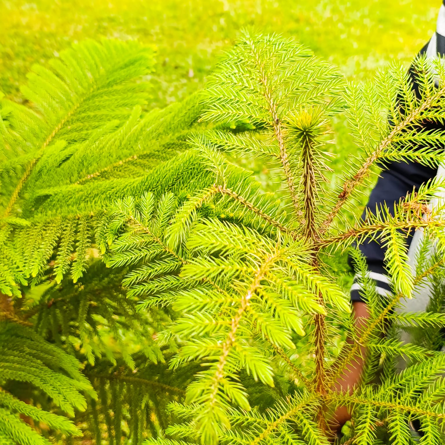 Araucaria Norfolk Island Pine – Jowaki Gardens