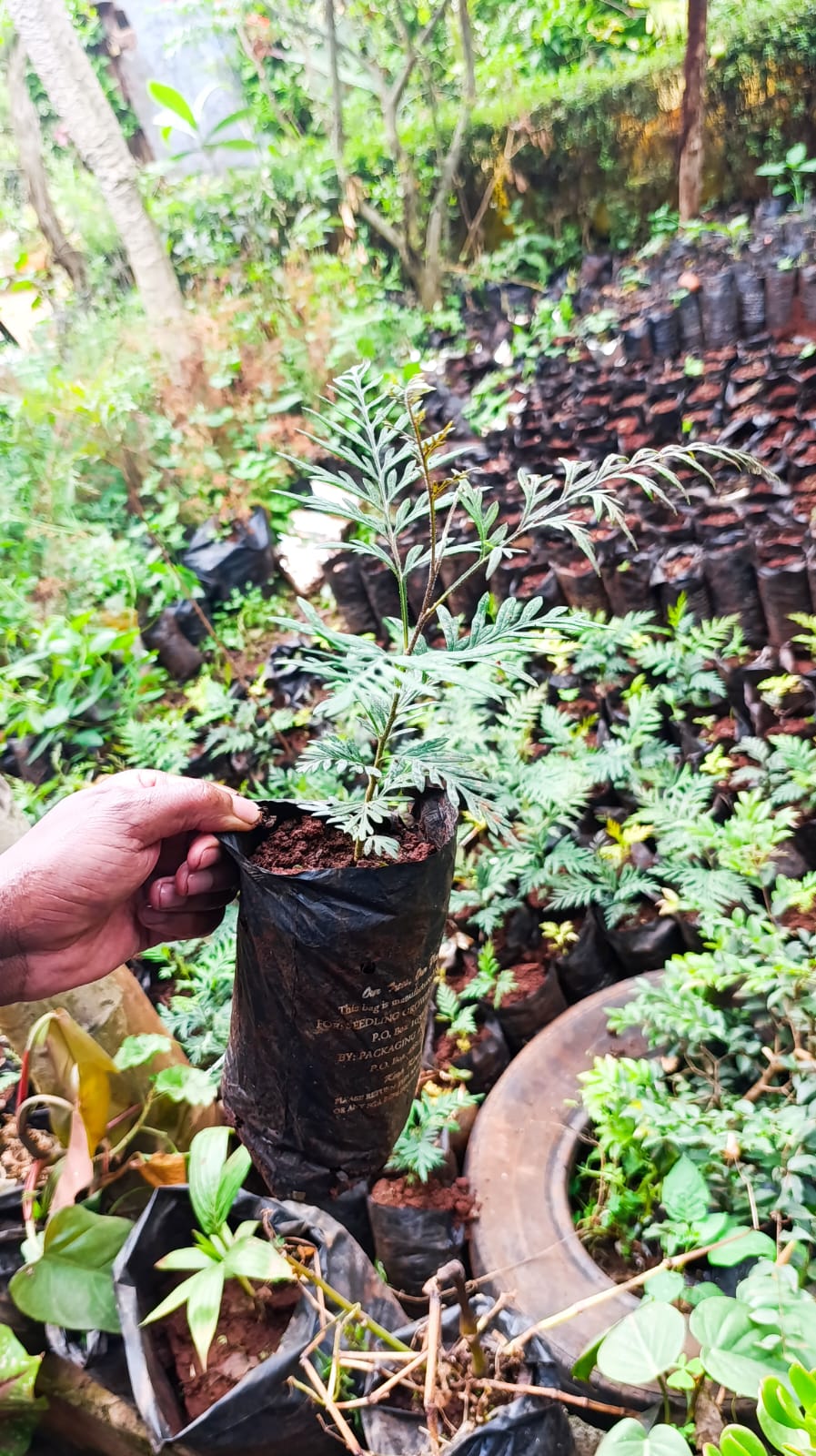 Grevillea robusta seedling in planting bag – nursery rows background