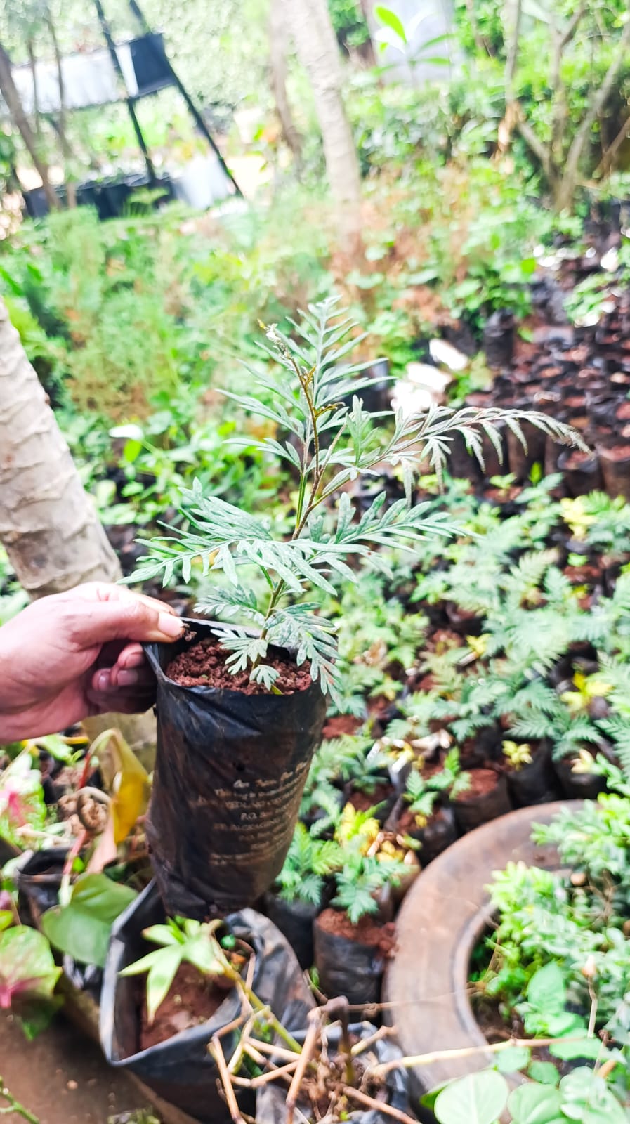 Grevillea robusta seedling in planting bag – held showing full plant form