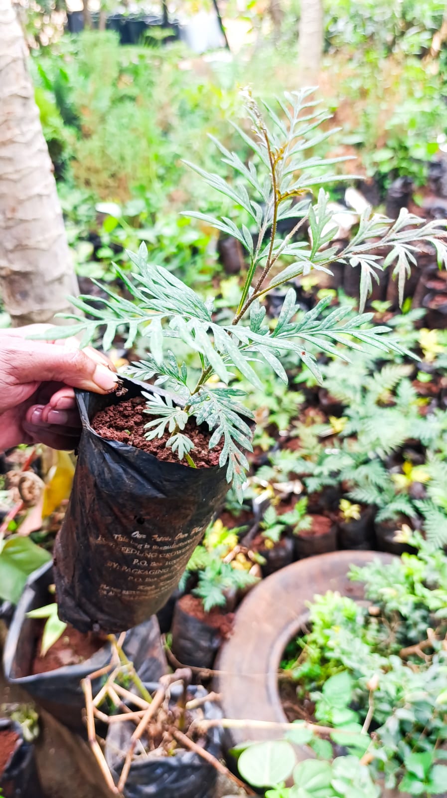 Grevillea robusta seedling held in hand – side view showing silver-green fern-like leaves