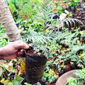 Grevillea robusta Silver Oak seedling held in hand – nursery background