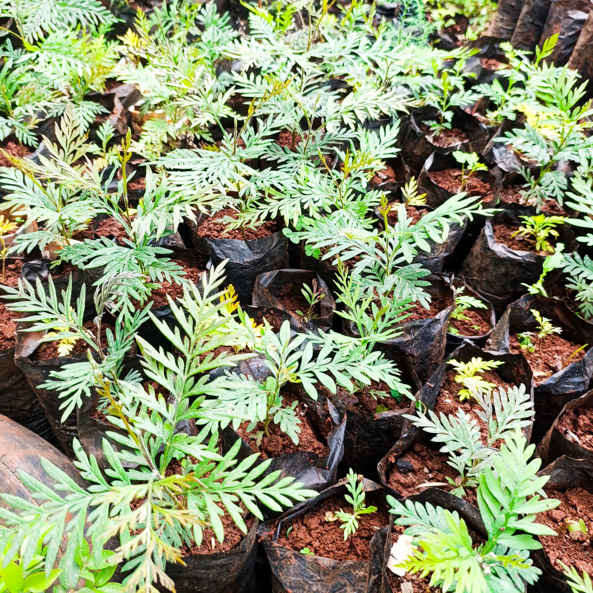 Grevillea robusta Silver Oak seedlings in black nursery planting bags – top-down view showing fern-like foliage