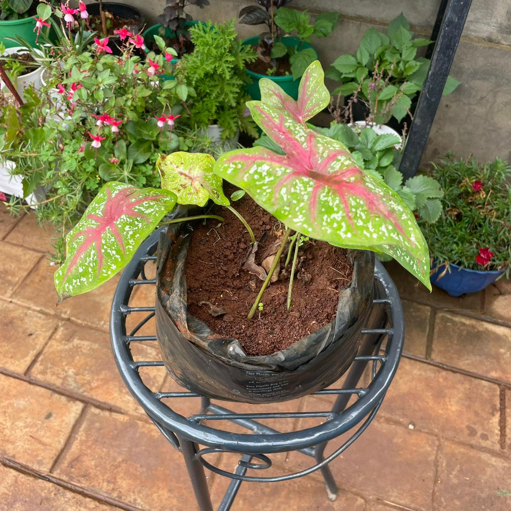 Top view of pink-veined Caladium leaves in grow bag
