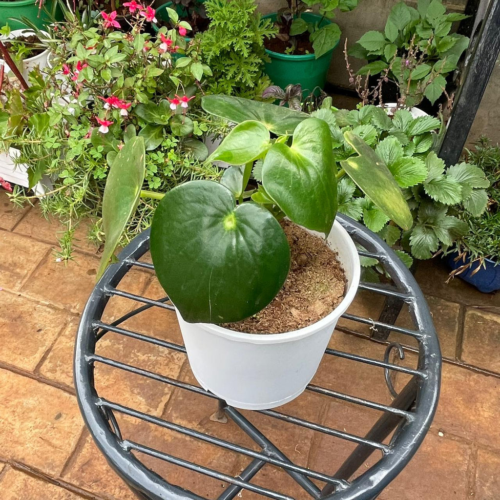 Chinese Money Plant foliage seen from above in white planter